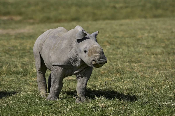 Rhinocéros Blanc Ceratotherium Simum Veau Parc Nakuru Kenya — Photo