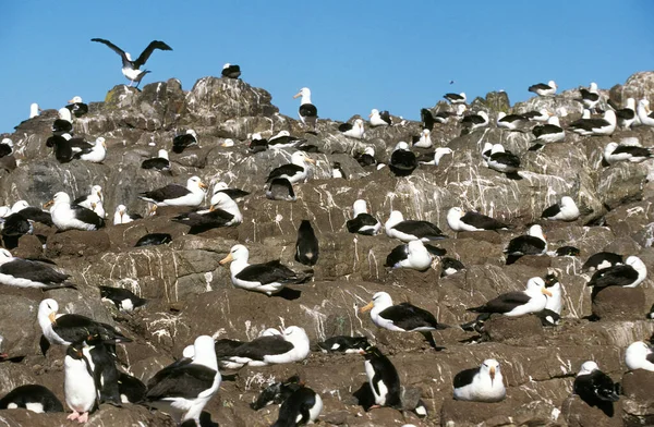 Albatros Cejas Negras Diomedea Melanophris Colonia Anidación Adulto Vuelo Pasaje —  Fotos de Stock