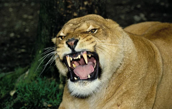 Leão Africano Pantera Leo Retrato Mulher Postura Defensiva — Fotografia de Stock