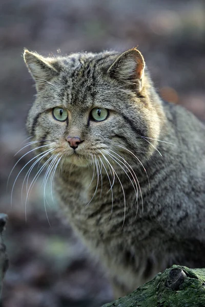 Europäische Wildkatze Felis Silvestris Porträt Eines Erwachsenen — Stockfoto