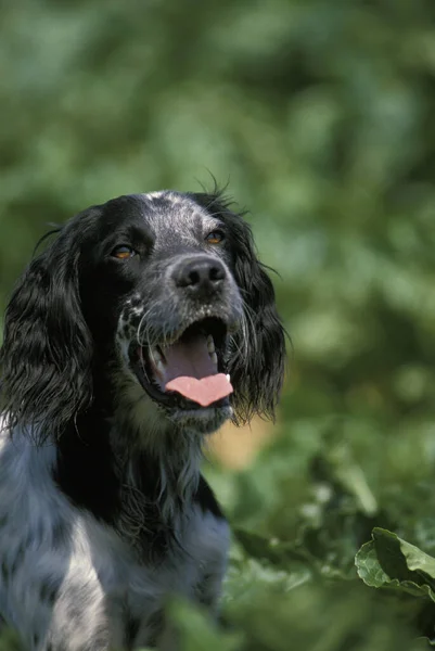 Cão Setter Inglês Retrato Adulto — Fotografia de Stock