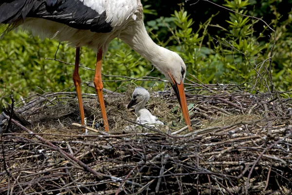 White Stork Ciconia Ciconia Adult Chick Nest Normandy — Stock Photo, Image