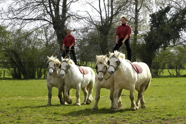 Percheron Draft Horses French Breed Training Equestrian Show — Stock Photo, Image