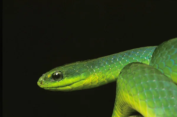 Serpente Verde Opheodrys Major Contra Fundo Preto — Fotografia de Stock