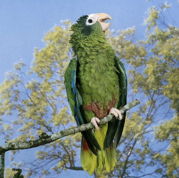 Παπαγάλος Hispaniolan Amazona Ventralis Ενηλίκων Που Στέκεται Στον Κλάδο Κλήση — Φωτογραφία Αρχείου