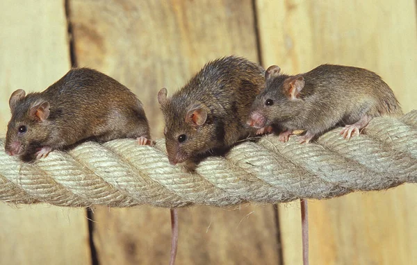 Σπίτι Ποντίκι Mus Musculus Ομάδα Στέκεται Στο Σχοινί — Φωτογραφία Αρχείου