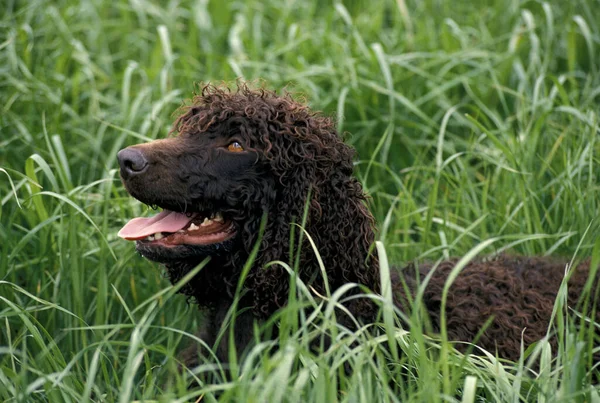 Irlandzki Water Spaniel Dog Dorosły Stojący Long Grass — Zdjęcie stockowe