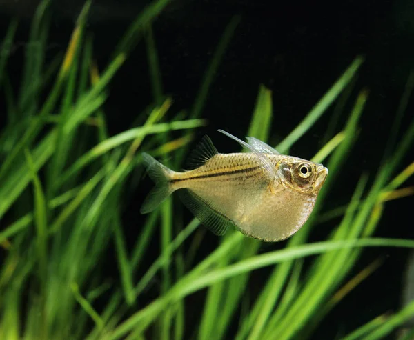 Spotted Hatchetfish Gasteropelecus Maculatus — Stock Photo, Image