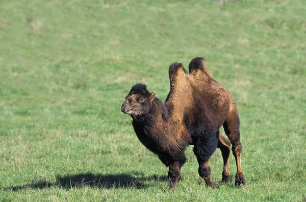 Wielbłąd Baktriański Camelus Bactrianus — Zdjęcie stockowe