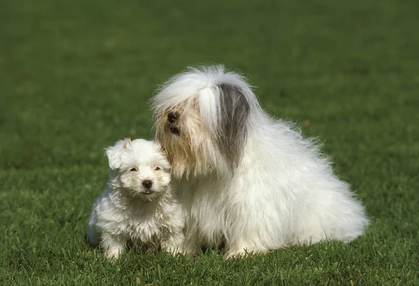 Coton Tulear Dog Matka Pup Siedzi Trawie — Zdjęcie stockowe