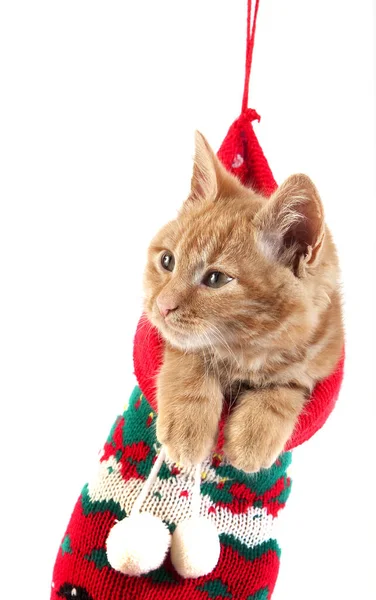 Chat Domestique Rouge Tabby Chaton Debout Dans Chaussette Noël — Photo