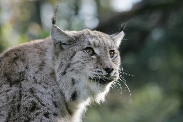 Lynx Europeu Felis Lynx Retrato Adulto — Fotografia de Stock
