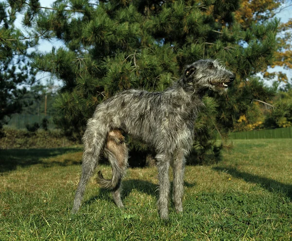 Scottish Deerhound Dog Masculino — Fotografia de Stock