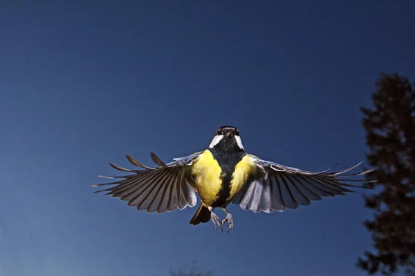 Great Tit Parus Major Homme Vol Normandie — Photo