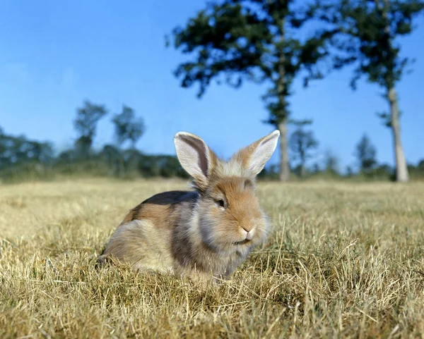 Angora Hauskaninchen Natürlicher Hintergrund — Stockfoto