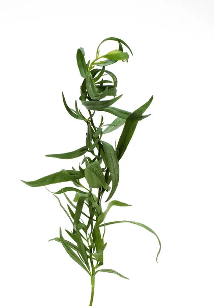塔拉贡 Tarragon Artemisia Dracunculus White Background — 图库照片