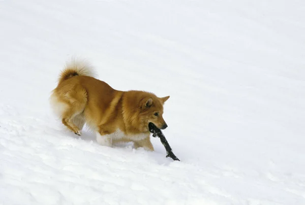Zlanda Köpeği Zlanda Çoban Köpeği Kar Tahta Çubukla Oynuyor — Stok fotoğraf