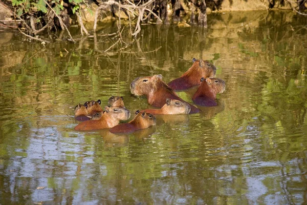 Capybara Hydrochoerus Hydrochaeris Grupo Pie Río Los Lianos Venezuela — Foto de Stock