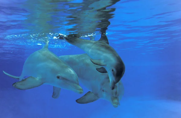 Botlenoza Dolphin Tursiops Truncatus Matka Cielę — Zdjęcie stockowe