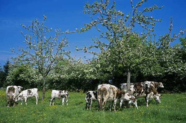 Vaca Normandía Bovino Doméstico Calvados —  Fotos de Stock