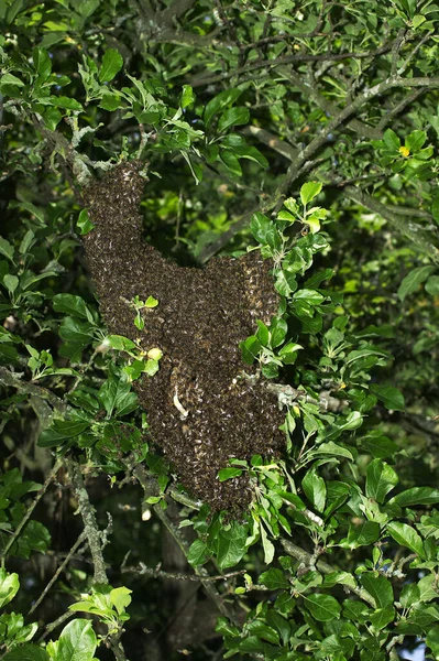 Pszczoła Miodna Apis Mellifera Dziki Rój Normandia — Zdjęcie stockowe