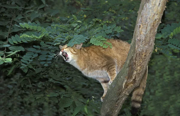 Europese Wilde Kat Felis Silvestris Volwassen Geeuwen — Stockfoto