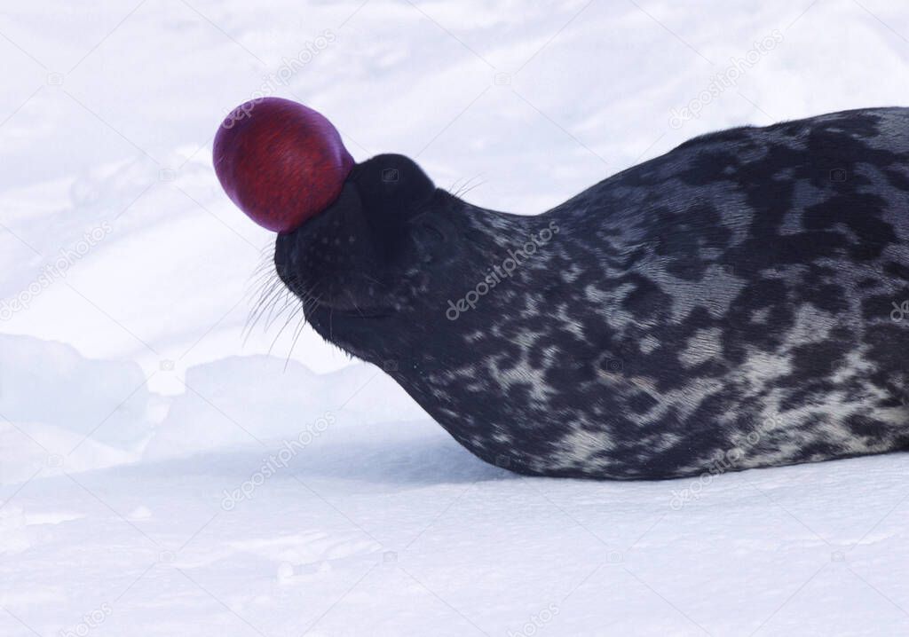 Hooded Seal, cystophora cristata, Male standing on Ice Floe, The hood and membrane are used for aggression display when threatened and as a warning during the breeding season, Magdalena Island in Quebec, Canada 