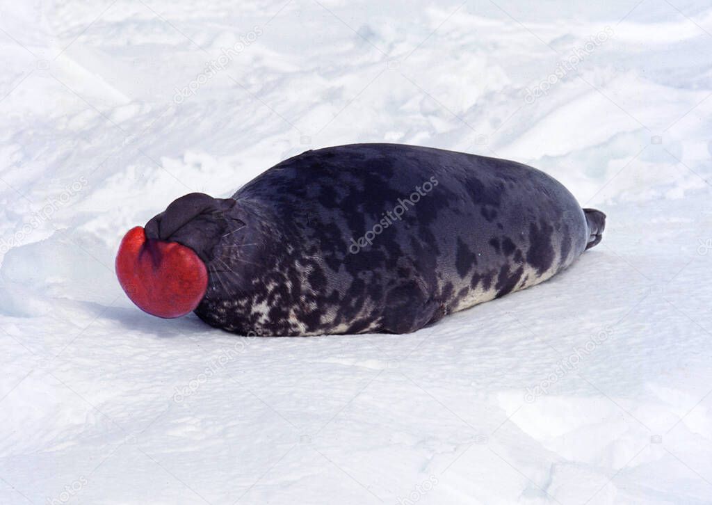 Hooded Seal, cystophora cristata, Male standing on Ice Floe, The hood and membrane are used for aggression display when threatened and as a warning during the breeding season, Magdalena Island in Quebec, Canada 