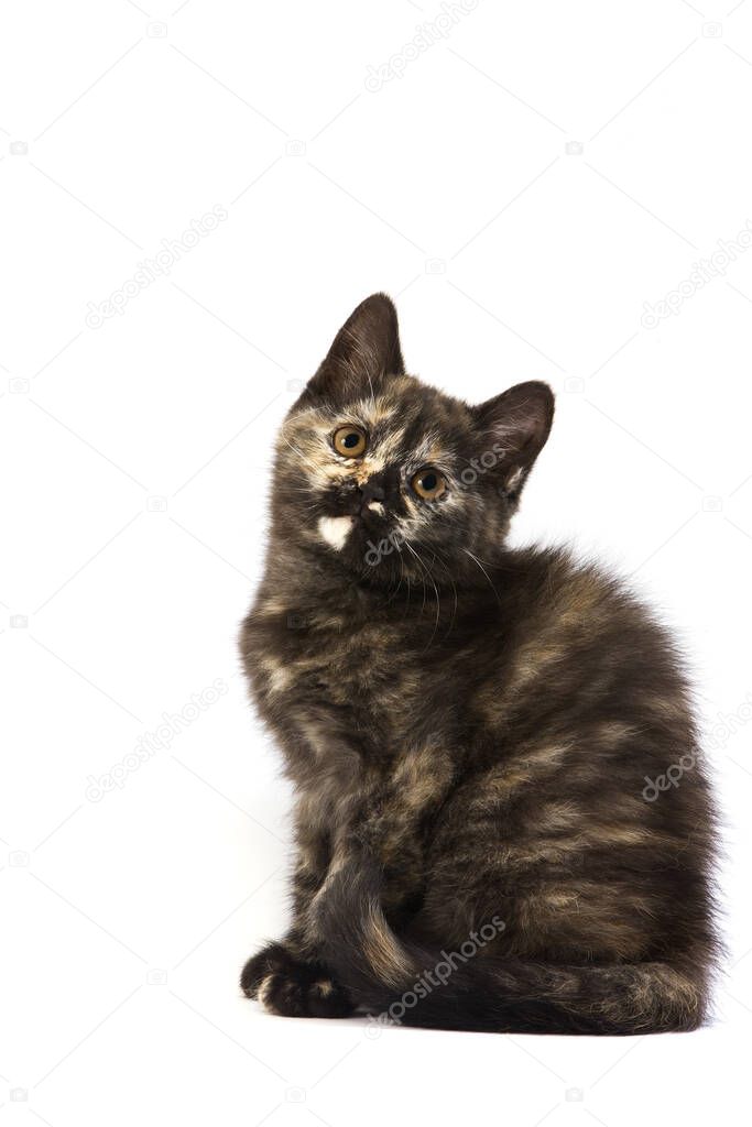 Black Tortoise-shell British Shorthair Domestic Cat, 2 Months old Kitten against White Background  