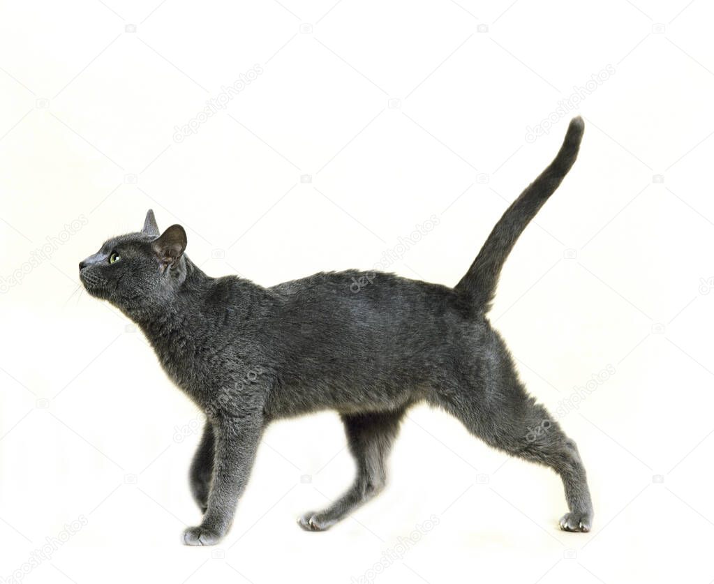 Korat Domestic Cat, natural background