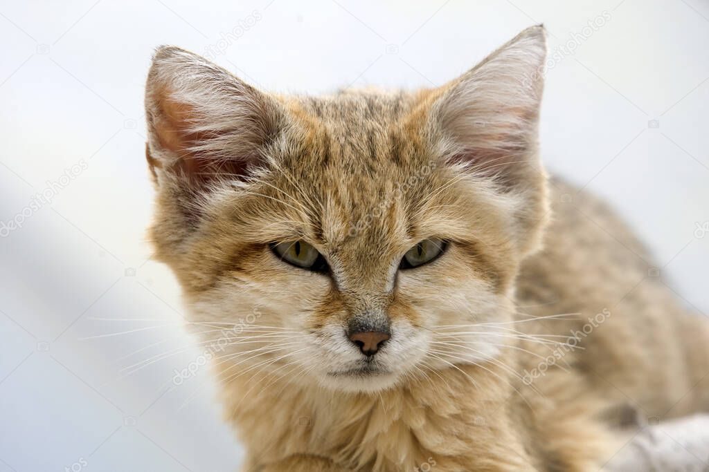 Portrait of Sand Cat, felis margarita  