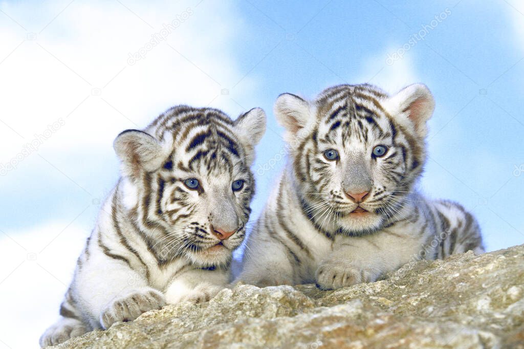 White Tiger, panthera tigris, Cub  