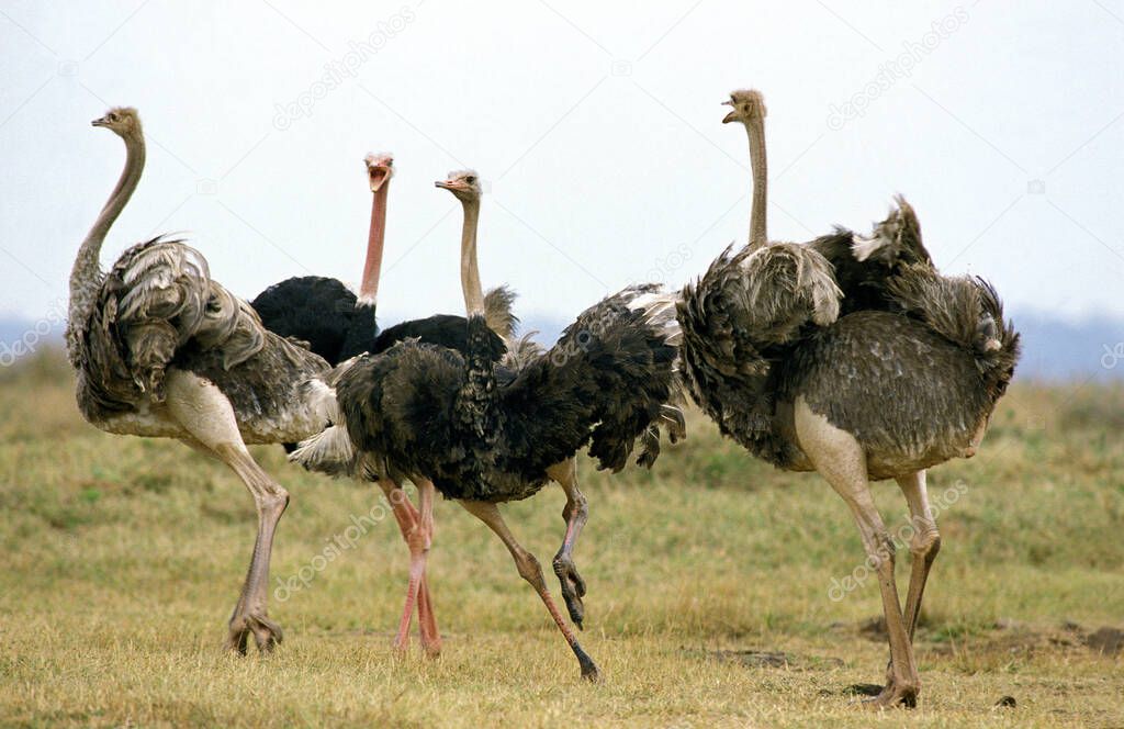 Ostrich, struthio camelus, Group with Females and Males, Nairobi Park in Kenya 