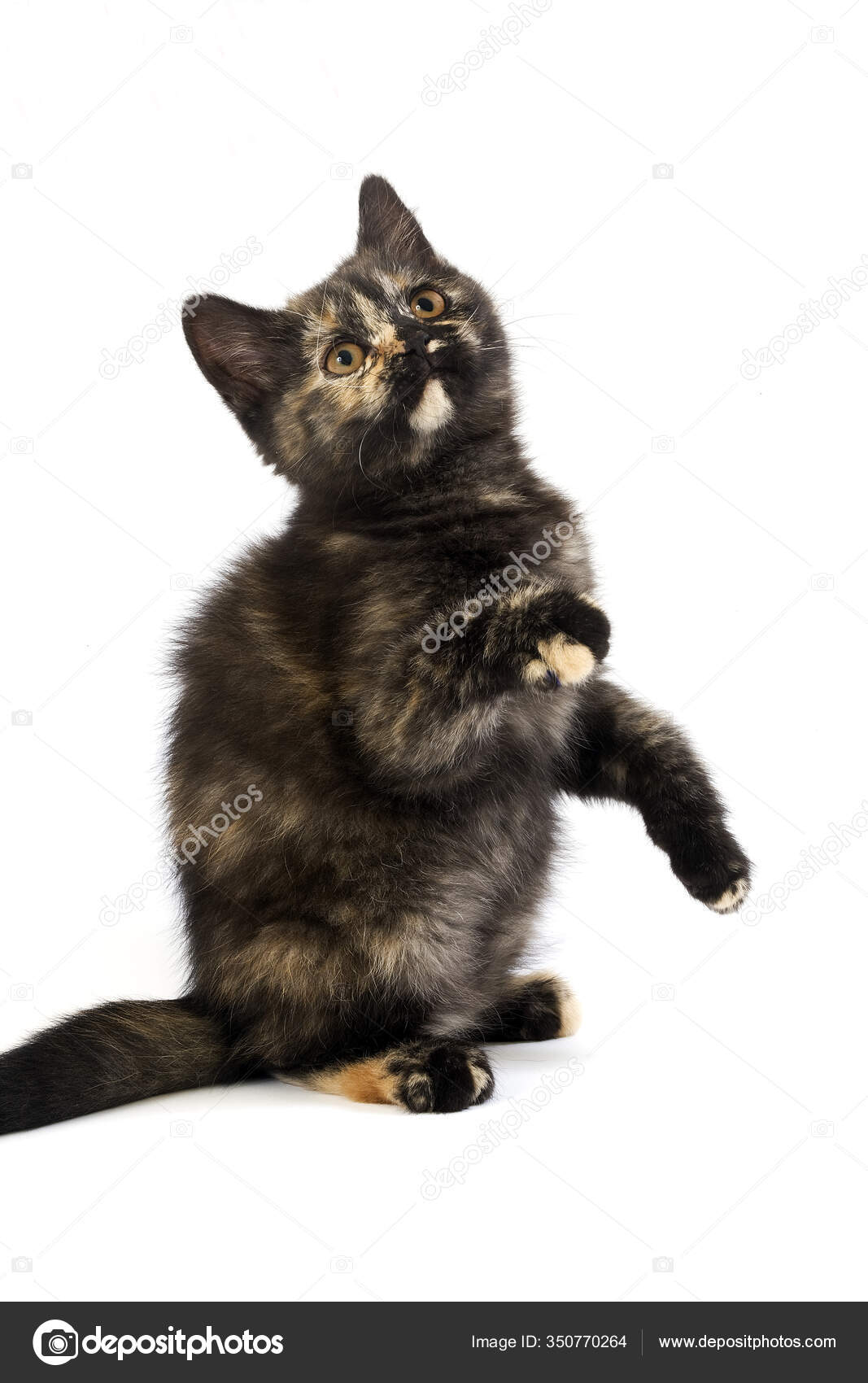 Black Tortoise Shell British Shorthair Domestic Cat Months Old