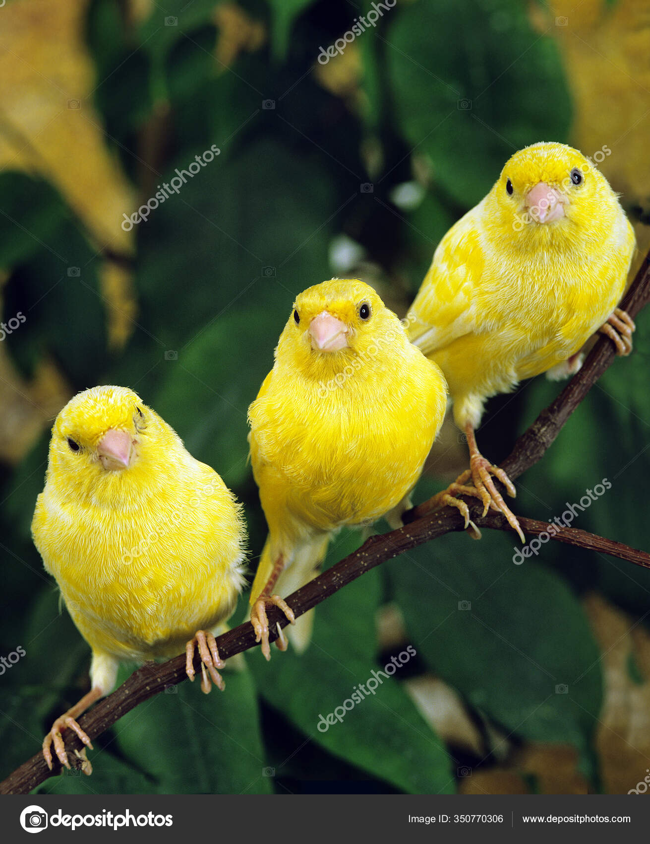 Желтые Канарейки Серин Канарейный Стоящий Ветке Стоковое Фото.