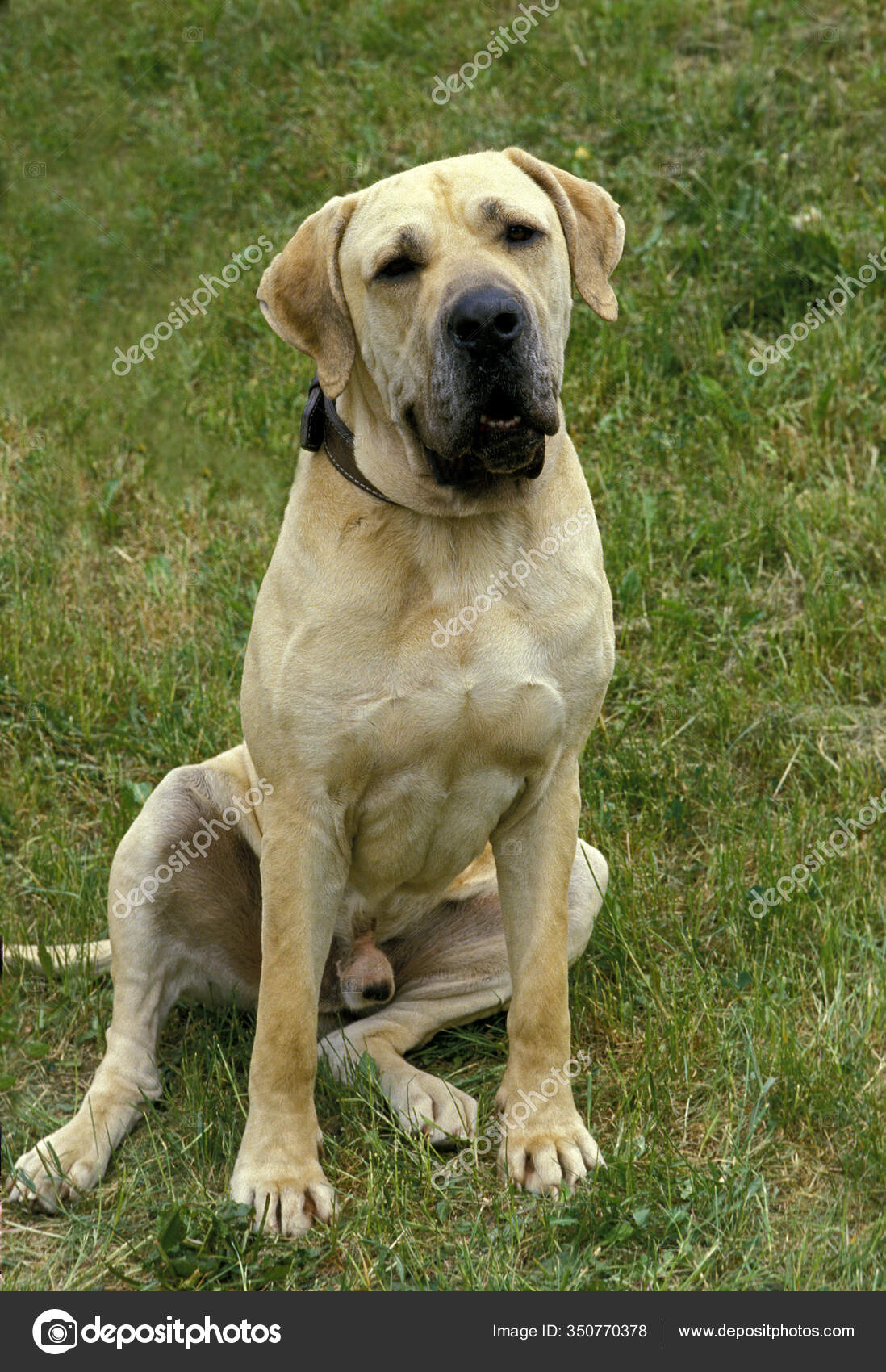 Fila Brasileiro, firma di molossoid