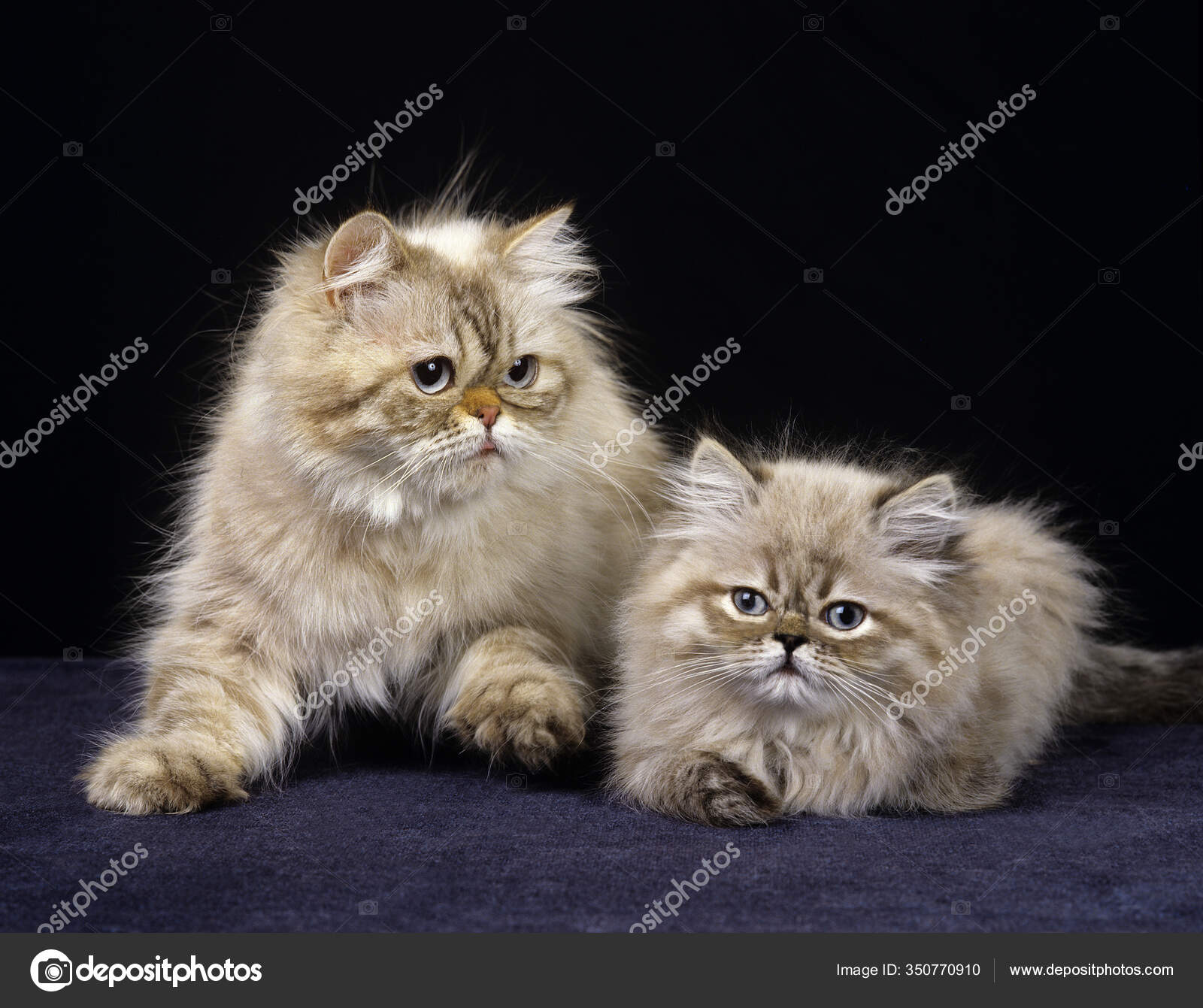 Colourpoint Seal Point Persian Domestic Cat Mother Kitten Black Background Stock Photo Image By C Slowmotiongli