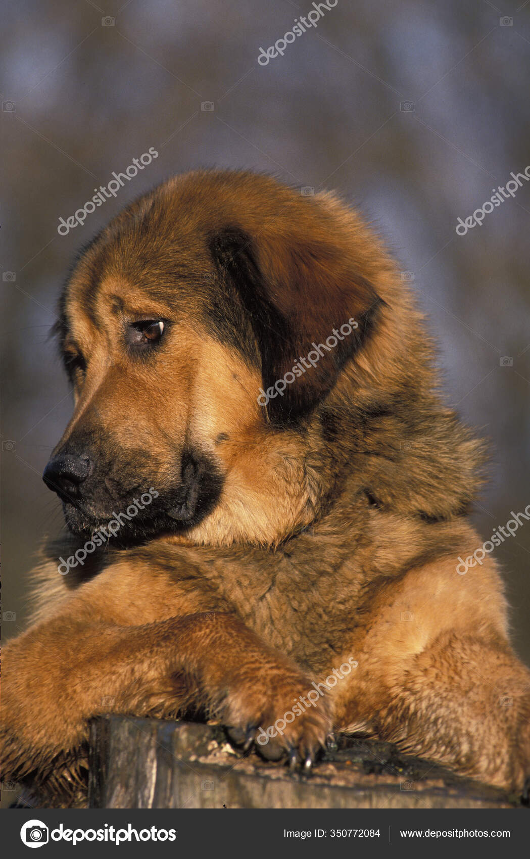Tibetan german cheap shepherd