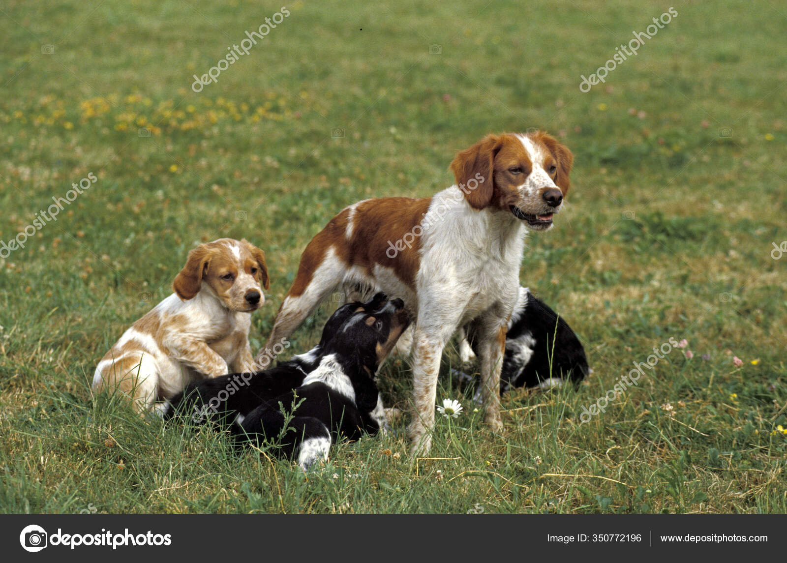 Brittany Spaniel Stock Photos Royalty Free Images Depositphotos Brittany Spaniel Stock Photos Royalty Free Images Depositphotos