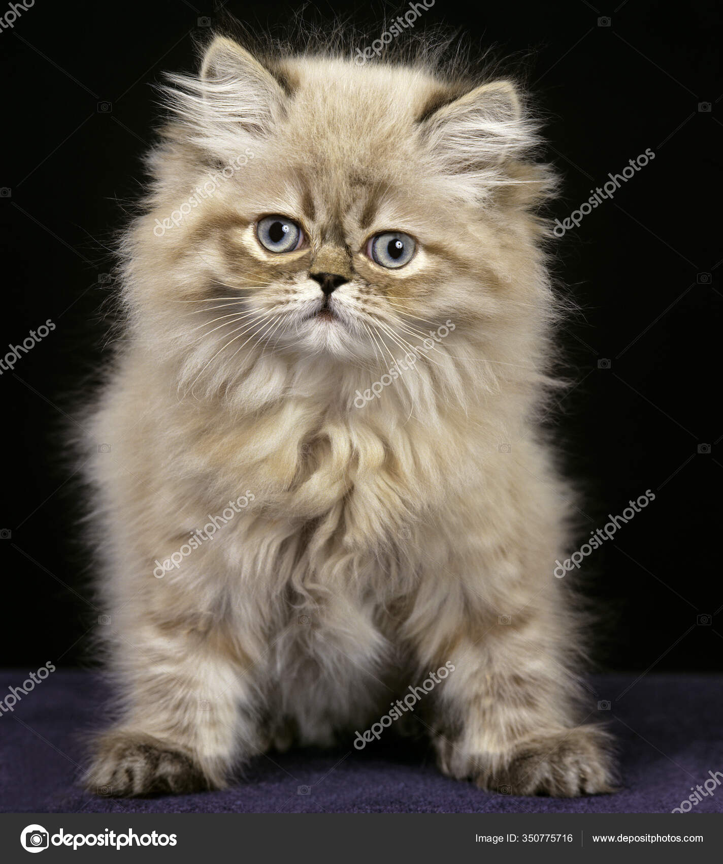 Персидская Домашняя Кошка Котенок Черном Фоне — Стоковое фото