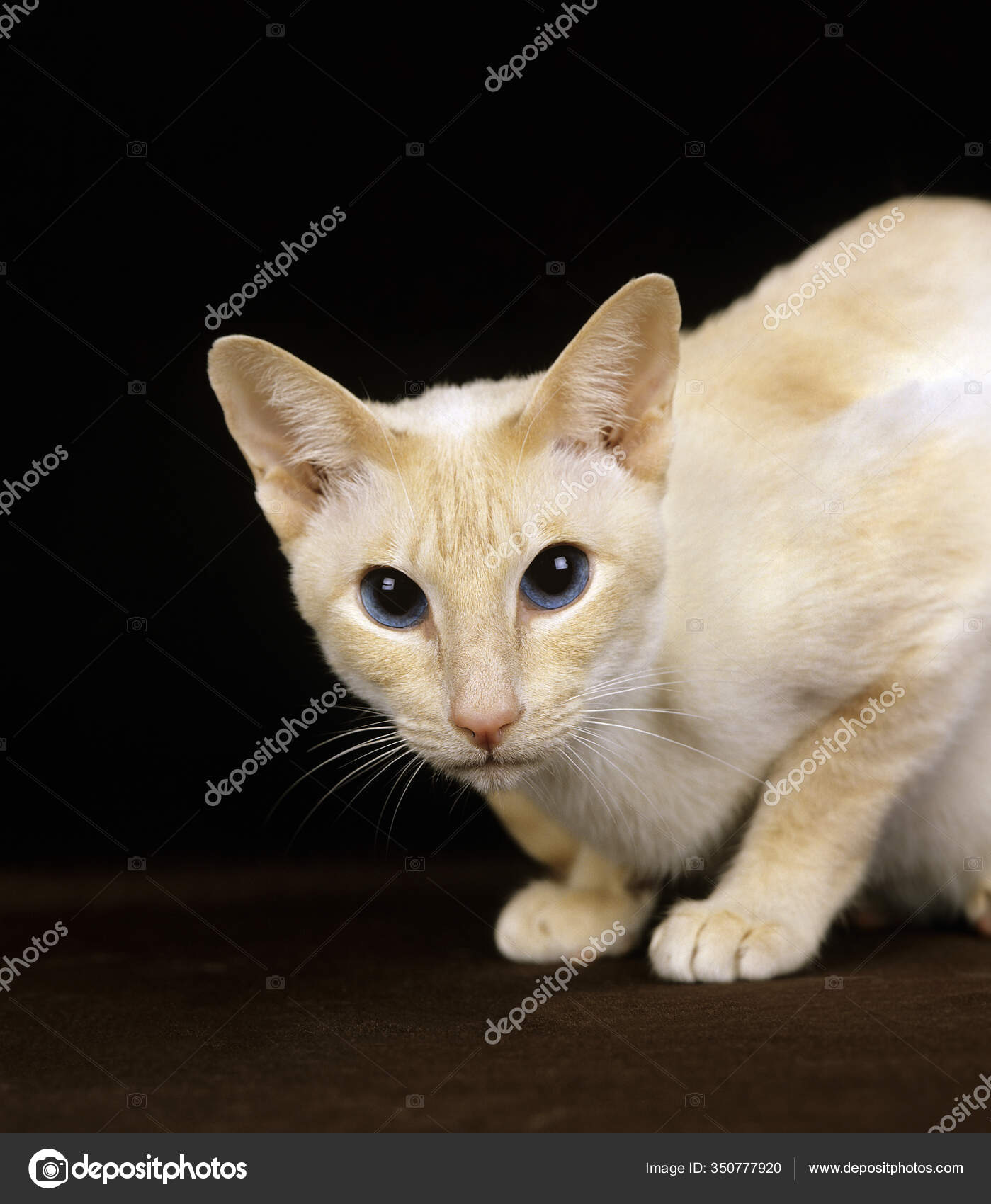 Red Point Siamese Cat Images Libres De Droit Photos De Red Point Siamese Cat Depositphotos