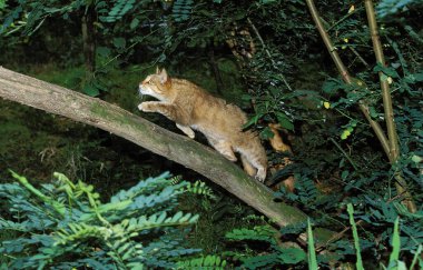 Avrupa Yaban Kedisi, Felis Silvestris Branch 'ta yürüyor  
