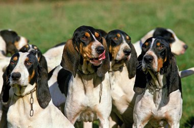 Ariegeois Köpeği, Otların üzerinde duran bir köpek sürüsü  