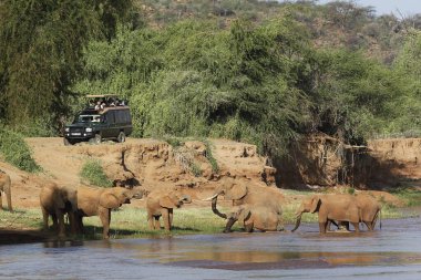 Afrika fili, loxodonta africana, Herd nehri geçiyor, Kenya Samburu Parkı  