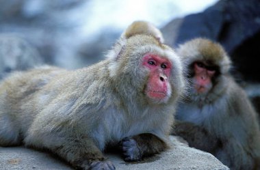 Japon Macaque, Macaca fuscata, Japonya 'daki Hokkaido Adası  