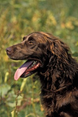 Alman Uzun Saçlı Dili Çıkarılmış Pointer Köpeği  