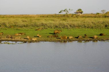 Capybara, hydrochoerus hydrochaeris, Swamp, Los Lianos, Venezuela 'daki grup.  