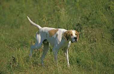 Erkek İşaretçi Köpek Tarlada duruyor  