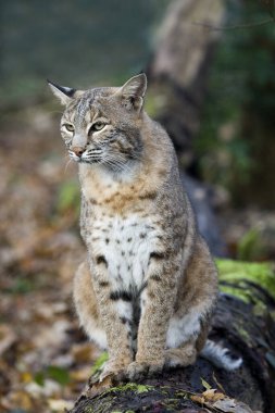 European Lynx, felis lynx 