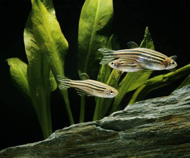Zebrafish, brachydanio rerio, doğal arka plan.